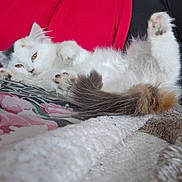 Nadine Lautrette a rejoint le concours — aidez-le/la à gagner de superbes lots ! animal, cat, closeup, cozy, cute, domestic_cat, floral_pattern, fluffy, fur, indoor, lying_down, paws, pet, red_background, relaxed, resting, sleepy, soft, tail, white