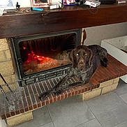 Tobby participe au concours pour gagner de l'argent avec cette photo : dog, fireplace, fire, hearth, brick, indoor, home, mantel, family_photos, portrait_frames, brown_dog, gray_fur, lying_down, pet, living_room, wooden_mantel, warmth, tiles, cozy, flash_photography
