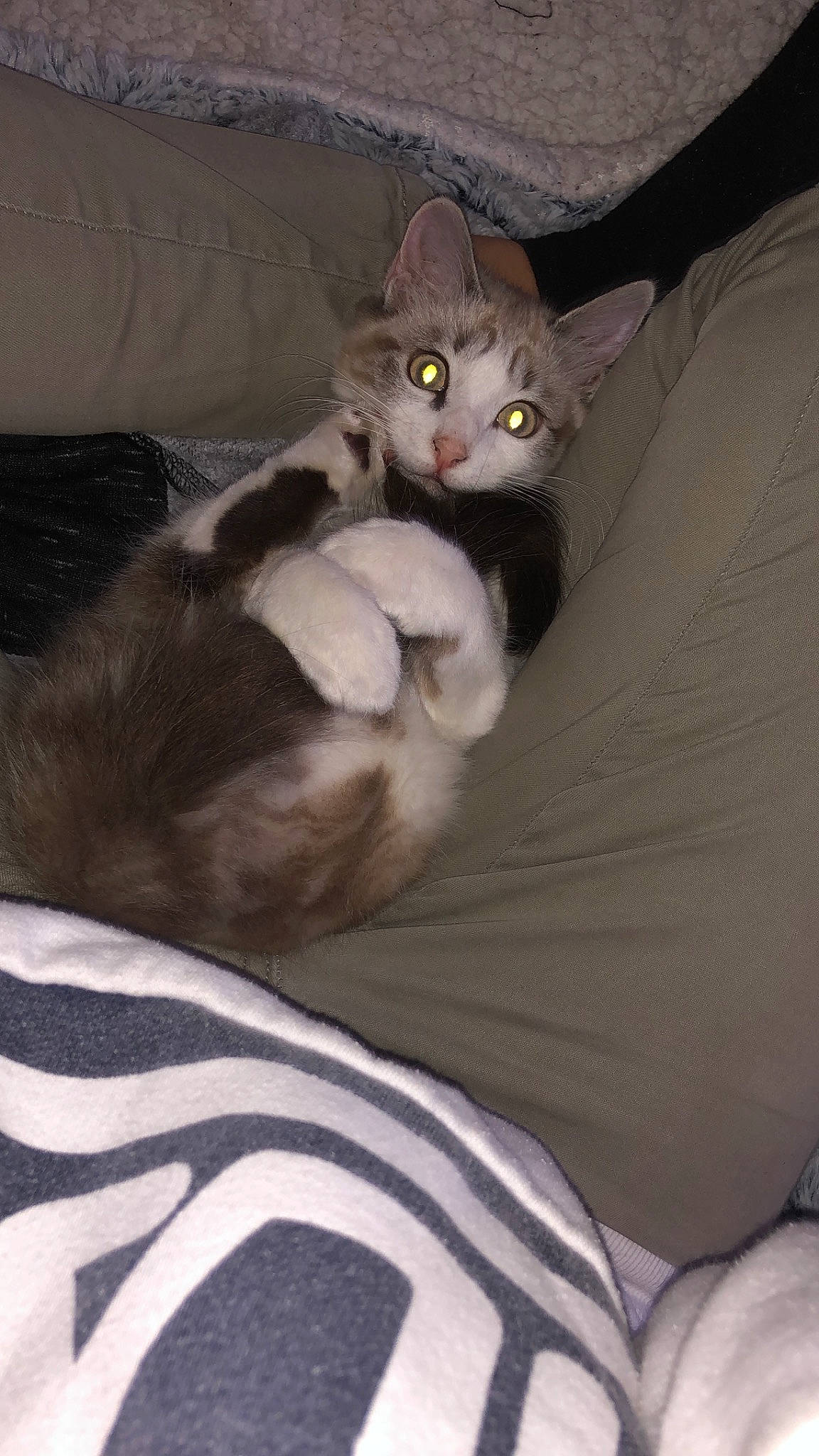 Précieuse participe au concours pour gagner de l'argent avec cette photo : american_curl, asian, carnivore, cat, domestic_short_haired_cat, european_shorthair, felidae, kitten, mammal, small_to_medium_sized_cats, vertebrate, whiskers