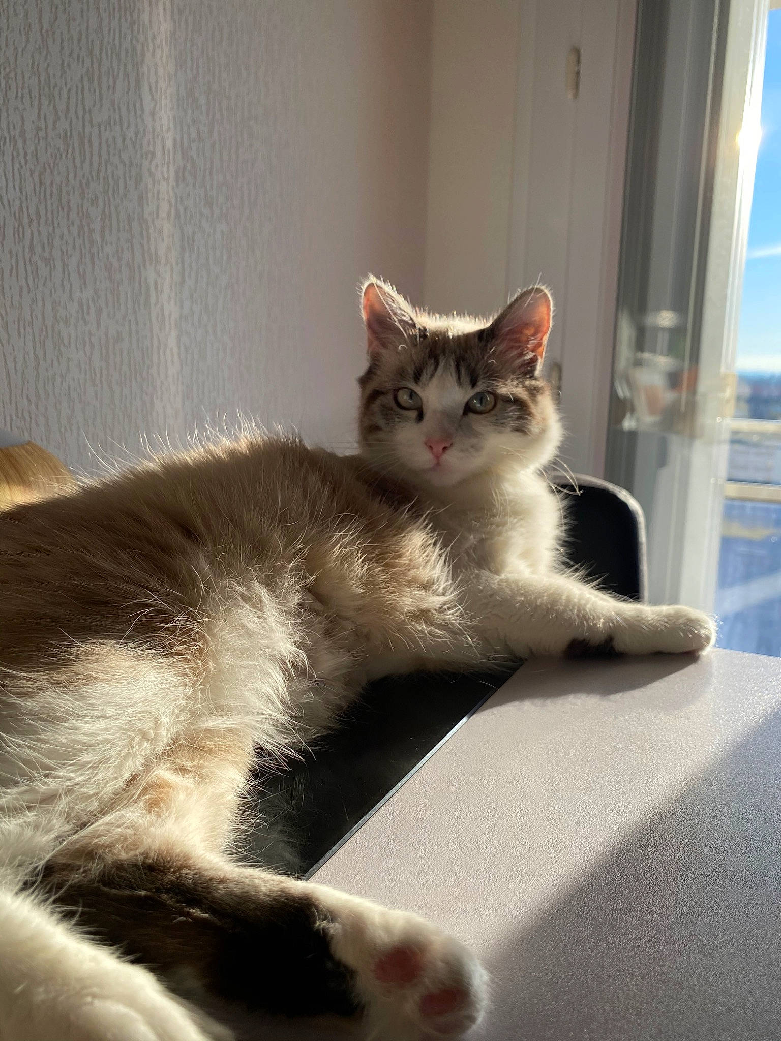 Précieuse a rejoint le concours — aidez-le/la à gagner de superbes lots ! aegean_cat, american_wirehair, british_semi_longhair, carnivore, cat, domestic_short_haired_cat, ear, european_shorthair, felidae, fur, kitten, mammal, paw, polydactyl_cat, small_to_medium_sized_cats, snout, tail, whiskers, window