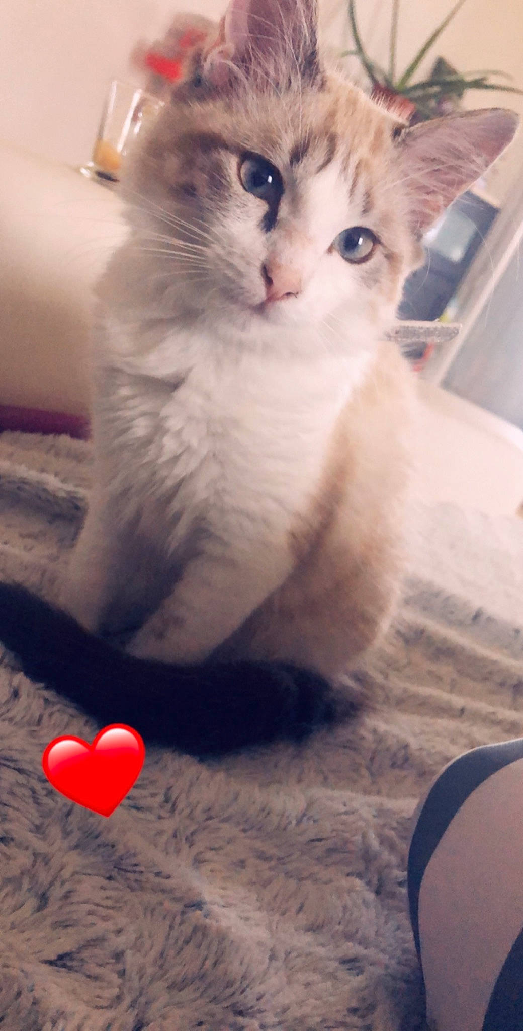 Précieuse participe au concours pour gagner de l'argent avec cette photo : aegean_cat, carnivore, cat, colorpoint_shorthair, domestic_short_haired_cat, european_shorthair, eye, felidae, fur, kitten, mammal, nose, ojos_azules, organ, paw, ragdoll, small_to_medium_sized_cats, tail, turkish_van, whiskers