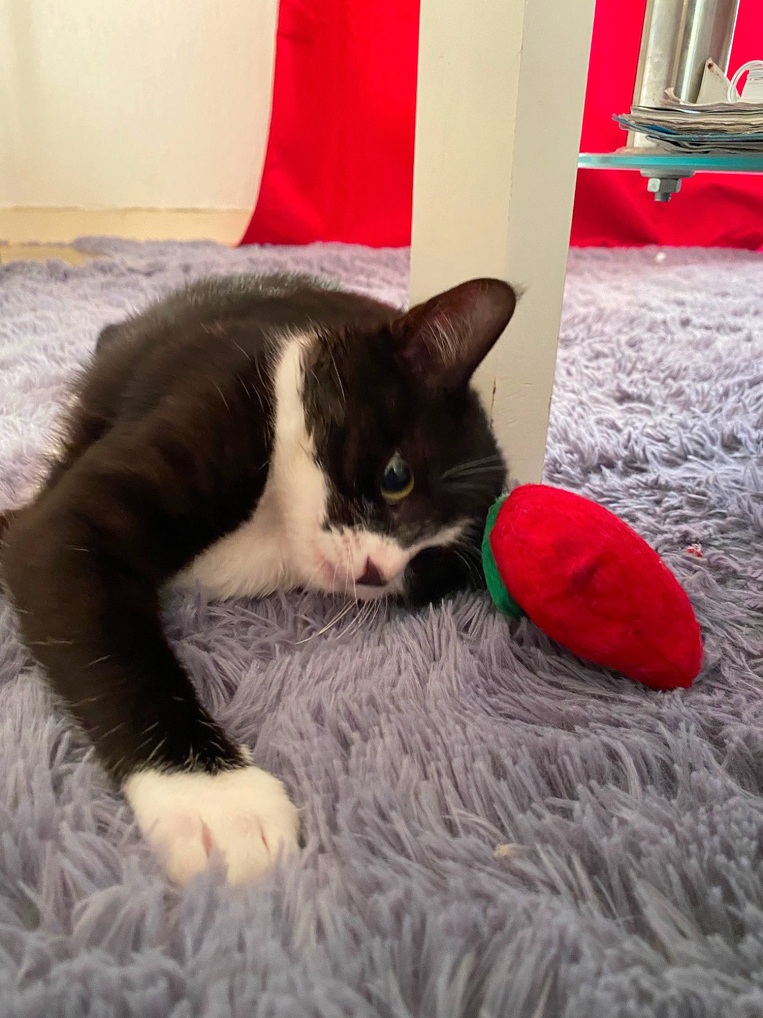 Patty participe au concours pour gagner de l'argent avec cette photo : black, carnivore, cat, domestic_short_haired_cat, eye, felidae, fur, german_rex, kitten, mammal, paw, polydactyl_cat, small_to_medium_sized_cats, tail, whiskers