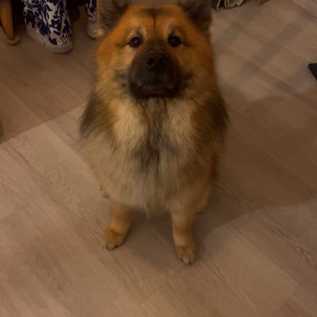 Sven participe au concours pour gagner de l'argent avec cette photo : dog, indoor, floor, person, pants, patterned_clothing, sitting, hands, wooden_floor, furniture, bookshelf, carpet, shelving, light, domestic, pet, brown_fur, attentive, household, cozy