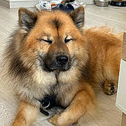 Sven a rejoint le concours — aidez-le/la à gagner de superbes lots ! dog, fluffy, lying_down, indoor, wooden_floor, sneakers, dog_bowl, water_bowl, pet, resting, closed_eyes, brown_fur, black_nose, paw, collar, dog_tag, home, floor, relaxed, peaceful