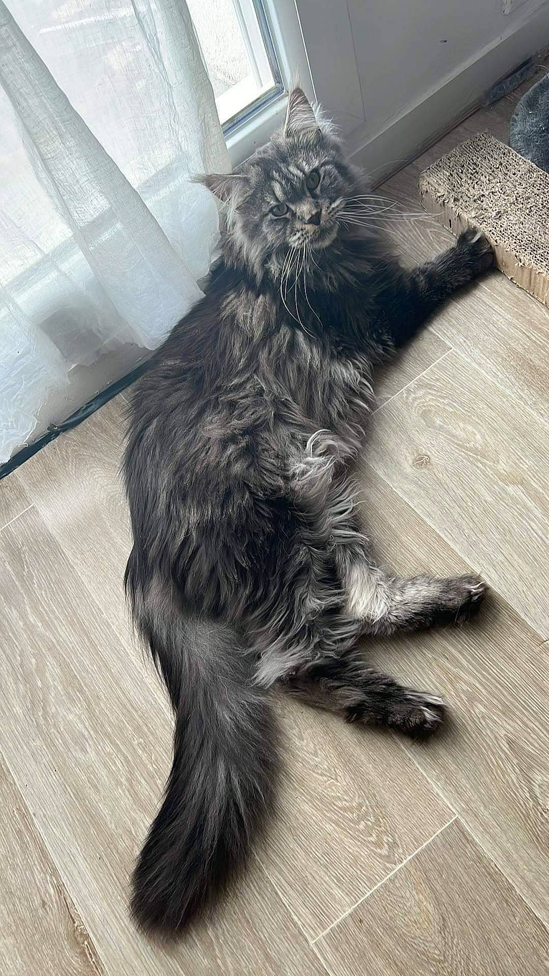 Tara participe au concours pour gagner de l'argent avec cette photo : carnivore, claw, comfort, companion_dog, dog, dog_breed, felidae, flooring, foot, fur, hardwood, human_leg, metal, paw, small_to_medium_sized_cats, sporting_group, tail, terrestrial_animal, whiskers, wood