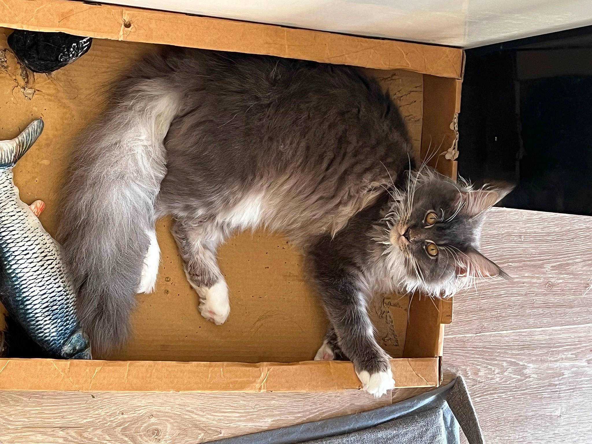 Talia participe au concours pour gagner de l'argent avec cette photo : box, carnivore, cat, claw, comfort, domestic_short_haired_cat, fawn, felidae, flooring, fur, grey, hardwood, paw, plant, small_to_medium_sized_cats, snout, table, tail, whiskers, wood