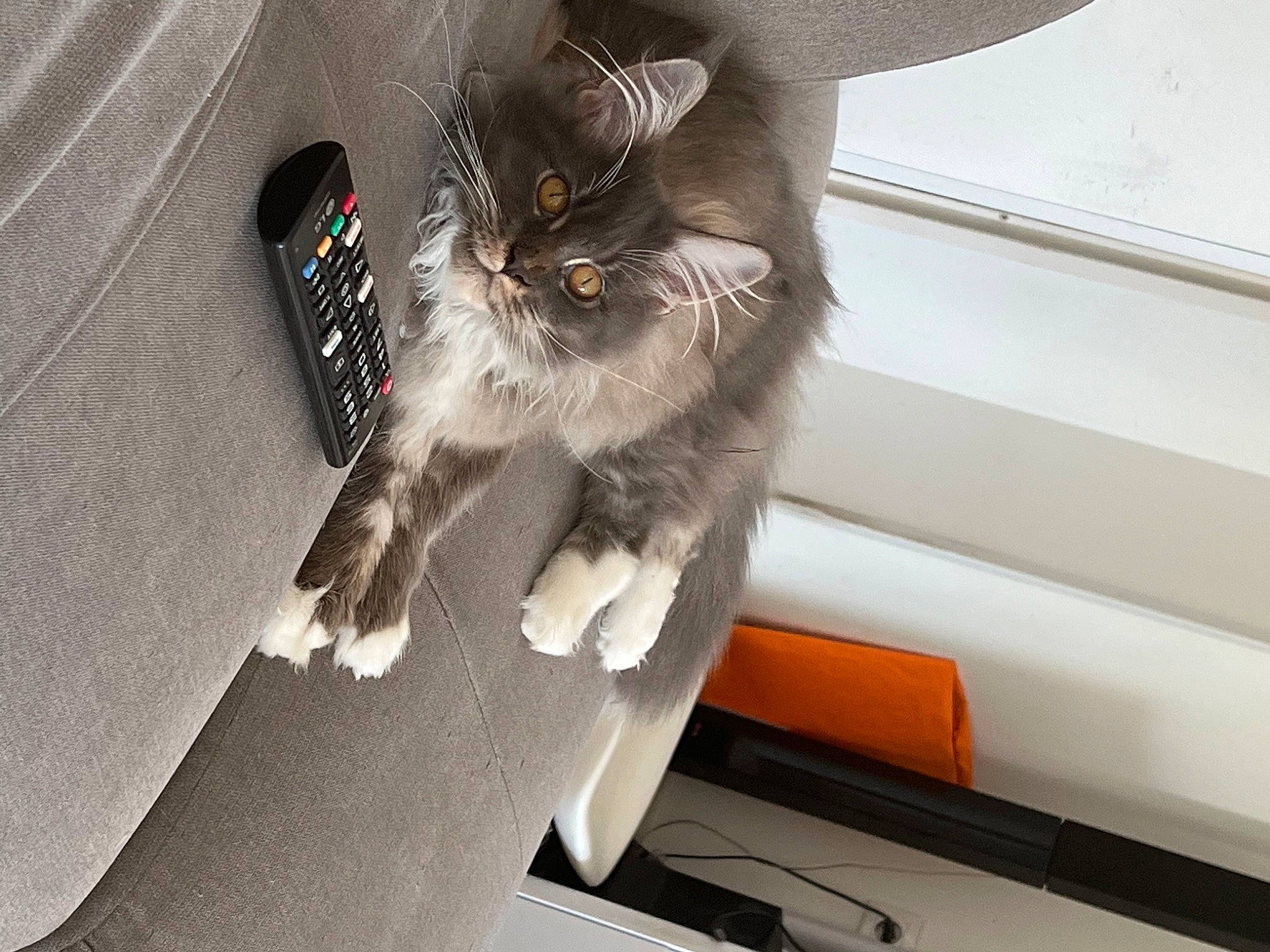 Talia a rejoint le concours — aidez-le/la à gagner de superbes lots ! auto_part, automotive_design, bag, black_cat, box, carnivore, cat, claw, comfort, domestic_short_haired_cat, fashion_accessory, felidae, fur, grey, lap, paw, small_to_medium_sized_cats, tail, vehicle_door, whiskers