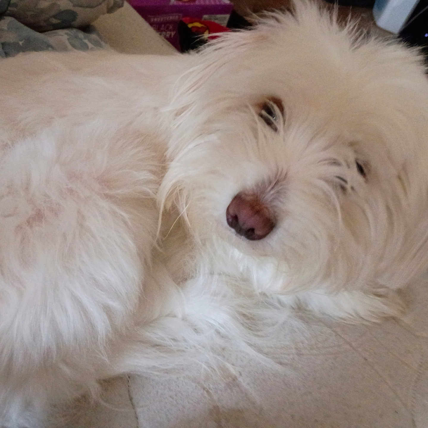 Sally Walker joined the competition — help win amazing prizes! animal, bed, canine, close_up, couch, cozy, dog, domestic_animal, eye, fluffy, fur, household, indoor, laying_down, nose, pet, relaxed, sleepy, whiskers, white_dog