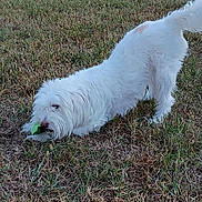 Sally Walker joined the competition — help win amazing prizes! active, animal, canine, companion, daylight, dog, fun, fur, grass, mouth, nature, outdoor, paw, pet, playful, stretching, tail, toy, white_dog, yard