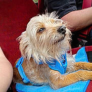 Bugzy Walker is registered to the contest to win money with this photo: blue_harness, blue_towel, canine, car_interior, close_up, companion, dog, furry, human_arm, indoors, pet, red_car_seat, relaxed, resting, scruffy_dog, seatbelt, side_view, small_dog, transportation, travel