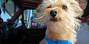Bugzy Walker joined the competition — help win amazing prizes! blue_harness, car_interior, closeup, curious, dashboard, daylight, dog, fluffy_fur, fur_texture, gas_station, light, nose, person_partial, pet, seat, seatbelt, steering_wheel, whiskers, windblown, window