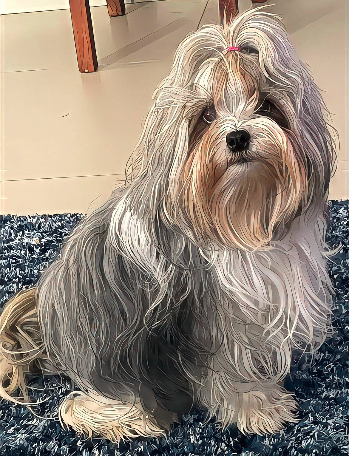Alley joined the competition — help win amazing prizes! ancient_dog_breeds, bearded_collie, biewer_terrier, canidae, carnivore, companion_dog, dog, dog_breed, dog_supply, flooring, fur, liver, maltepoo, non_sporting_group, small_terrier, snout, sporting_group, terrier, toy_dog, working_animal