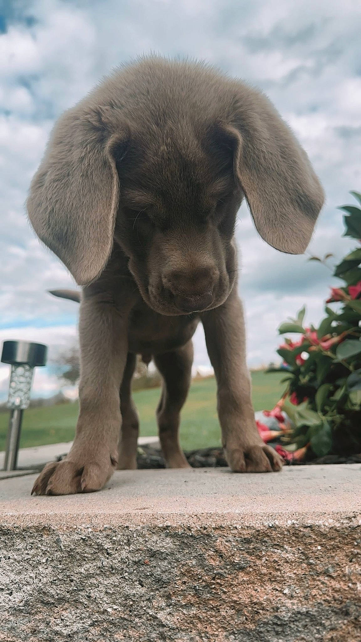 Otis is registered to the contest to win money with this photo: african_elephant, balance, carnivore, cloud, conifer, dog_breed, elephant, elephants_and_mammoths, fawn, foot, grass, indian_elephant, liver, plant, sky, tail, terrestrial_animal, wildlife, working_animal, wrinkle