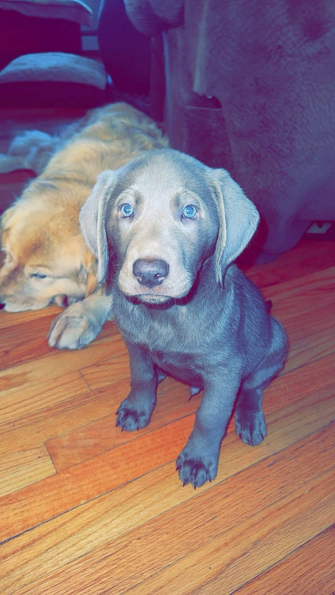 Otis is registered to the contest to win money with this photo: canidae, carnivore, companion_dog, dog, dog_breed, dog_supply, fawn, floor, flooring, fur, hardwood, retriever, snout, sporting_group, tail, varnish, whiskers, wood, wood_stain, working_animal