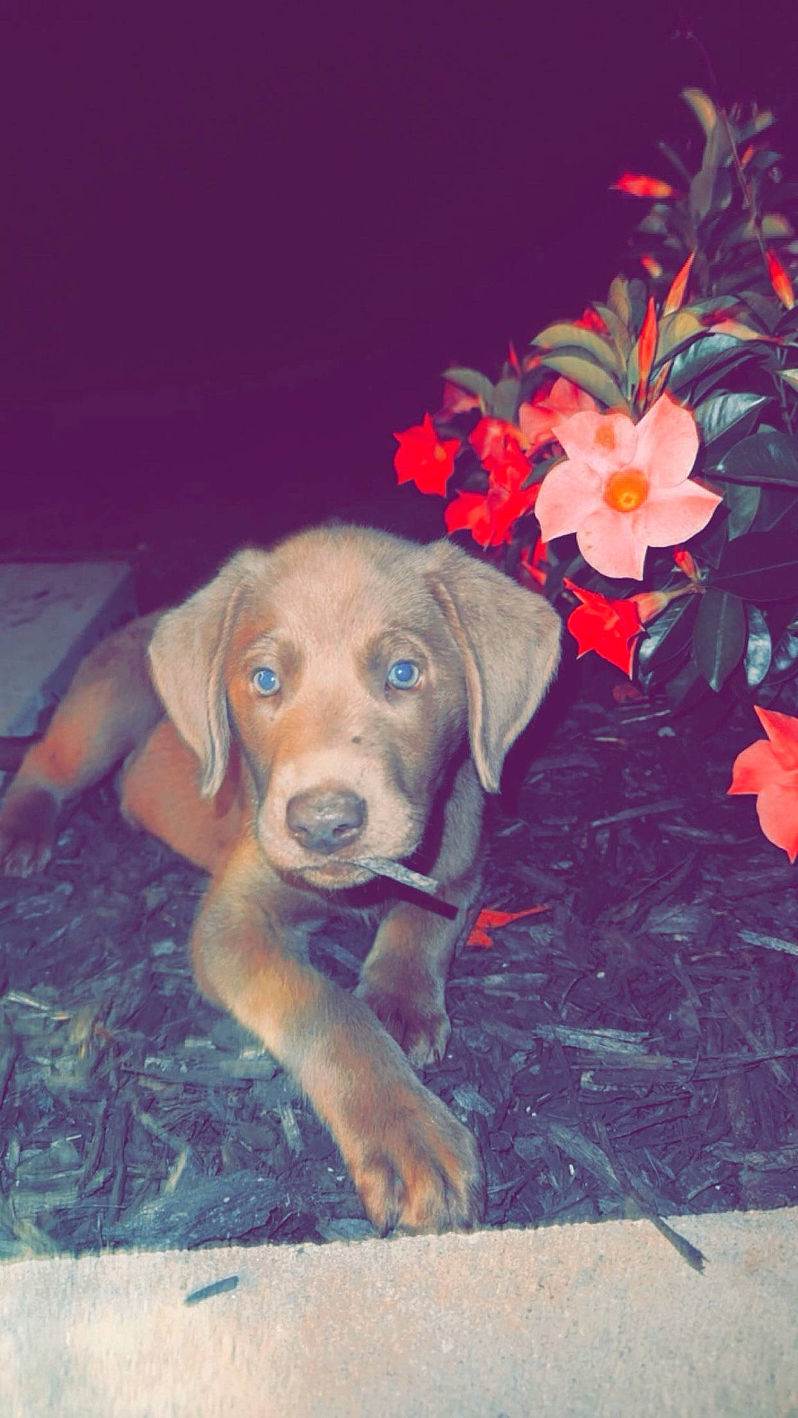 Otis is registered to the contest to win money with this photo: canidae, carmine, carnivore, companion_dog, coquelicot, dog, dog_breed, fawn, flower, grass, guard_dog, liver, paw, petal, plant, snout, soil, sporting_group, tail, working_animal