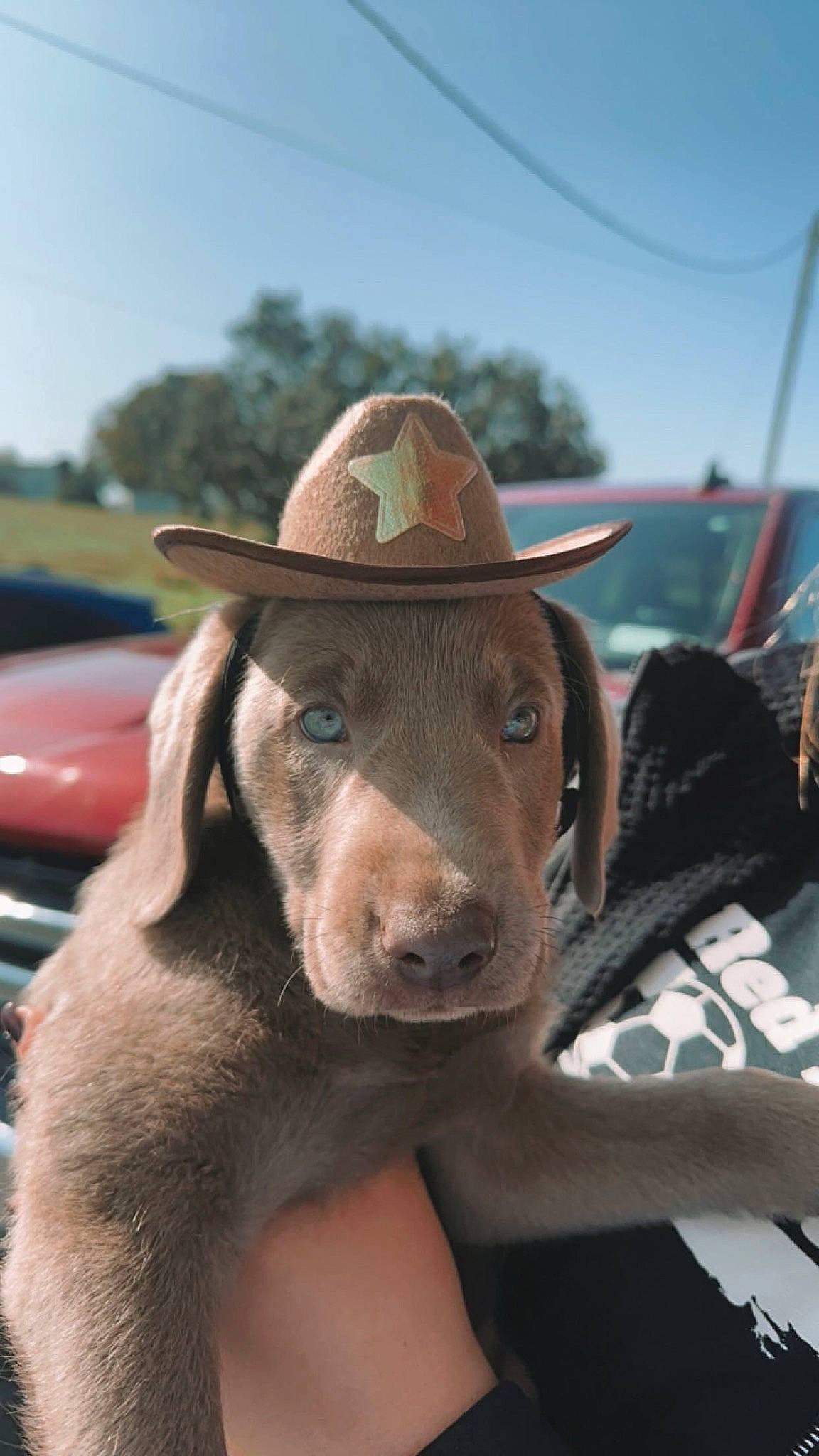 Otis joined the competition — help win amazing prizes! baseball_cap, cap, carnivore, cowboy_hat, dog, dog_breed, eyewear, fashion_accessory, fawn, fedora, fur, hat, landscape, liver, sky, snout, sporting_group, sun_hat, sunglasses, working_animal