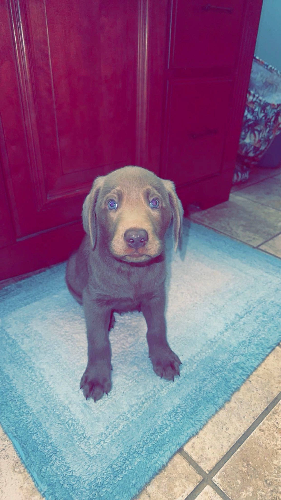 Otis joined the competition — help win amazing prizes! cabinetry, carnivore, companion_dog, dog, dog_breed, door, fawn, floor, flooring, fur, guard_dog, hound, liver, pointing_breed, road_surface, sporting_group, tail, whiskers, wood, working_animal