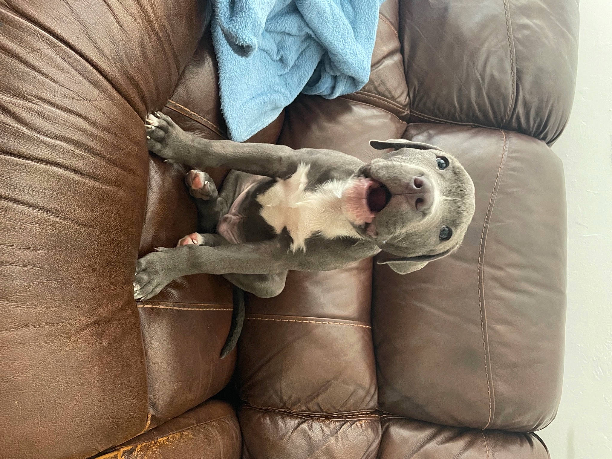 Pluto is registered to the contest to win money with this photo: armrest, bag, canidae, carnivore, comfort, companion_dog, couch, dog, dog_breed, fawn, felidae, fur, grey, leg, linens, sleeve, small_to_medium_sized_cats, sporting_group, textile, whiskers