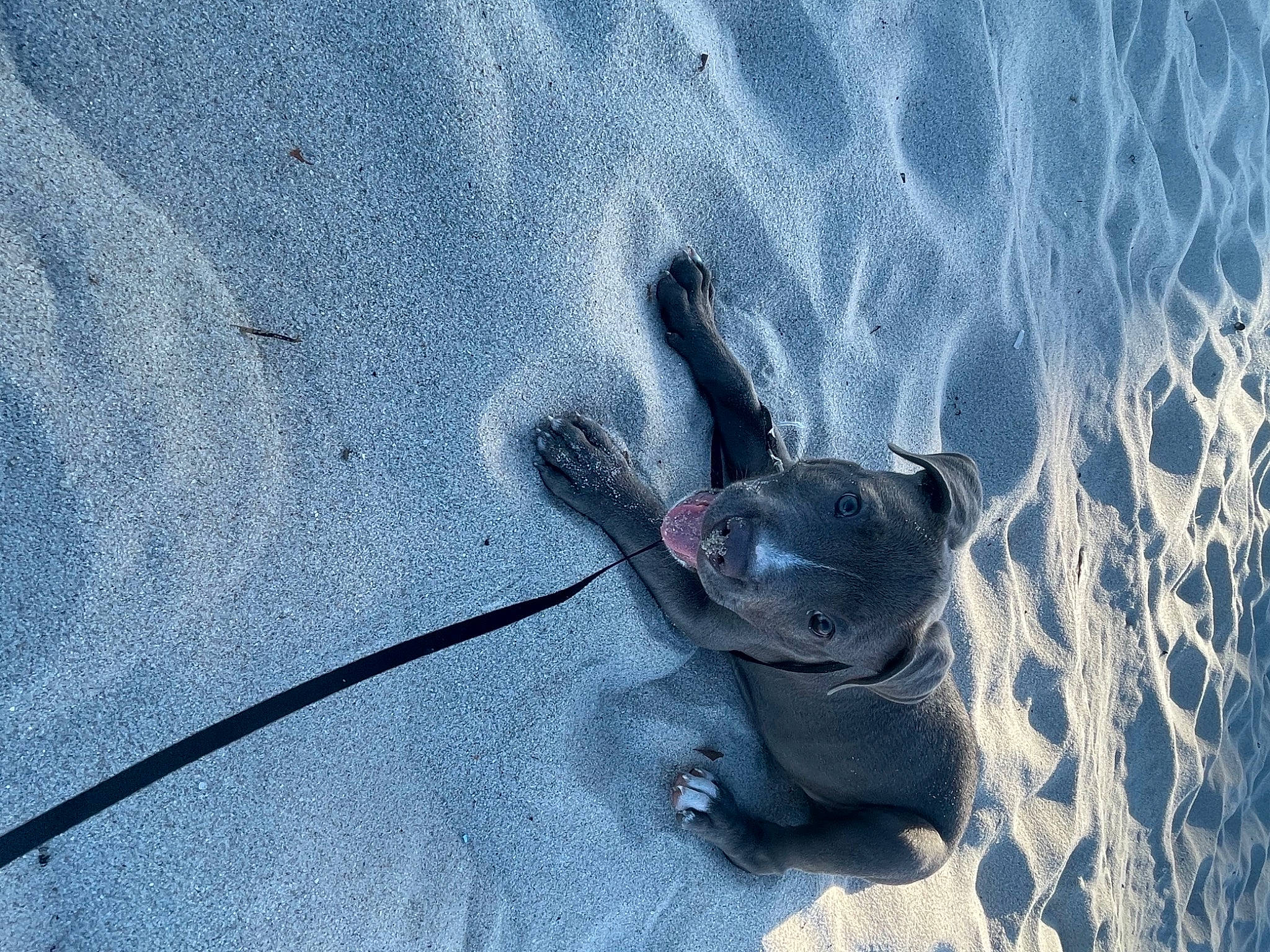 Pluto is registered to the contest to win money with this photo: amphibian, concrete, electric_blue, foot, freezing, frog, grey, insect, landscape, pest, rat, recreation, sand, shadow, snout, tail, toad, wave, wildlife, winter