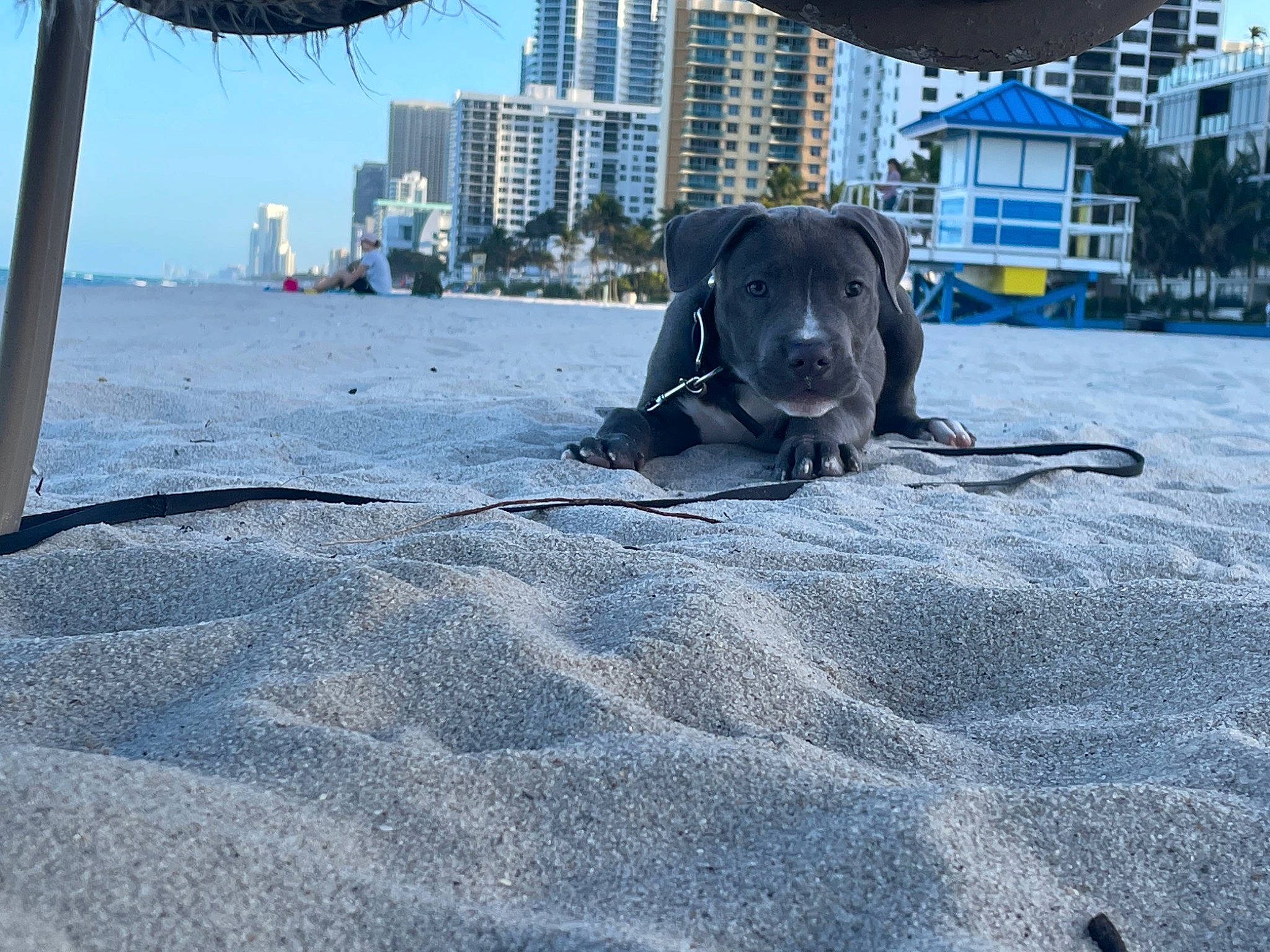 Pluto is registered to the contest to win money with this photo: beach, building, carnivore, city, companion_dog, condominium, dog, dog_breed, dog_collar, electric_blue, fawn, grey, guard_dog, ocean, sand, sky, sporting_group, tail, tower_block, window