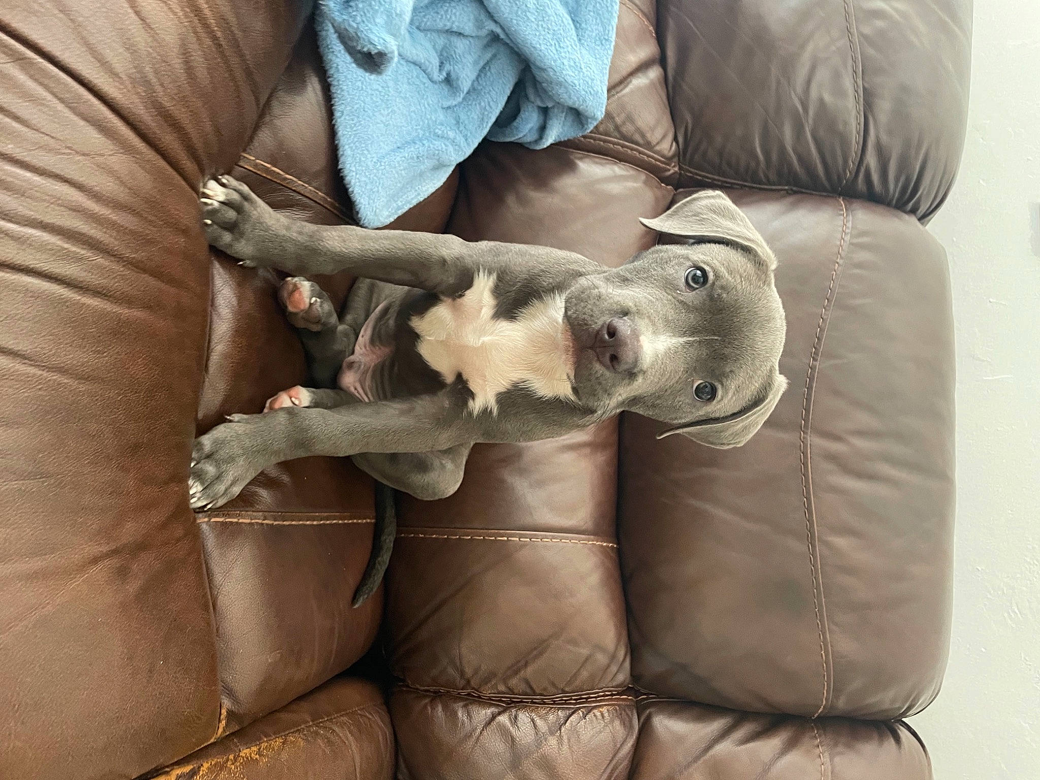 Pluto is registered to the contest to win money with this photo: canidae, carnivore, chair, comfort, companion_dog, couch, dog, dog_breed, fawn, felidae, fur, grey, human_leg, linens, room, small_to_medium_sized_cats, sporting_group, textile, thigh, working_animal