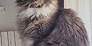 Teddy participe au concours pour gagner de l'argent avec cette photo : abyssinian, angora, animal, blackcat, brasssection, cat, curtain, egyptiancat, gray, homedecor, horn, indoors, kitten, manx, musicalinstrument, pet, siamese, window, windowsill, wood