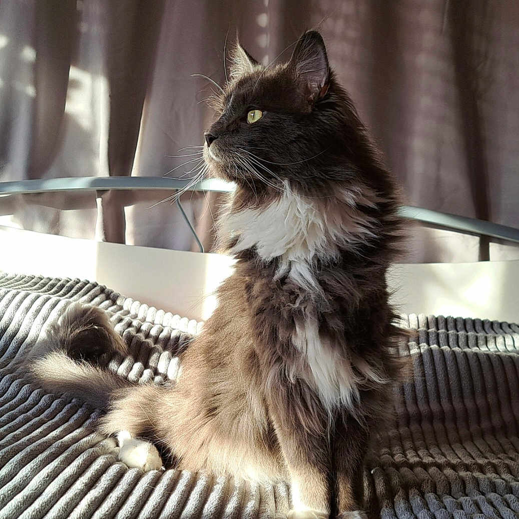 Teddy participe au concours pour gagner de l'argent avec cette photo : abyssinian, angora, animal, architecture, armchair, blackcat, blanket, building, cat, chair, couch, curtain, furniture, homedecor, kitten, manx, pet, siamese, windowshade, wood