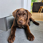 Angie participe au concours pour gagner de l'argent avec cette photo : dog, puppy, chocolate_labrador, lying_down, floor, indoor, tile_floor, pet, canine, brown_fur, ears, paws, collar, home, living_room, window, wooden_floor, furniture, relaxed, cute