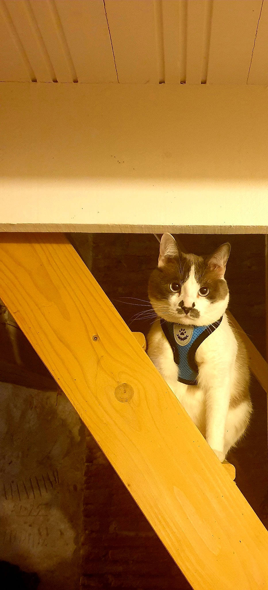 Mcfly a rejoint le concours — aidez-le/la à gagner de superbes lots ! box, carnivore, cat, domestic_short_haired_cat, fawn, felidae, hardwood, leg, lumber, plank, plywood, room, sitting, small_to_medium_sized_cats, snout, tail, varnish, whiskers, wood, wood_stain