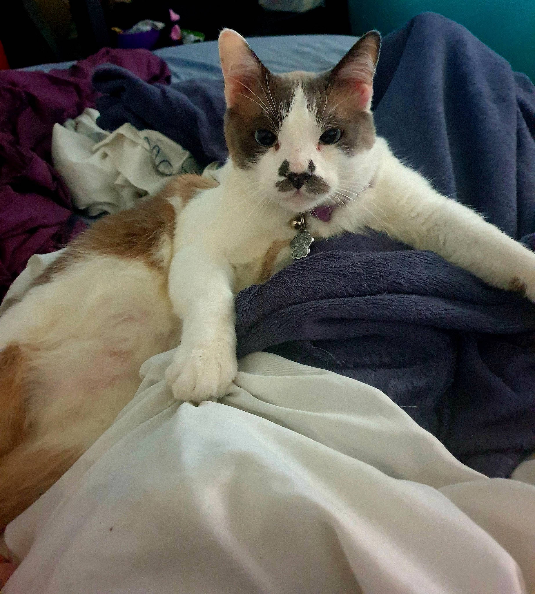 Mcfly participe au concours pour gagner de l'argent avec cette photo : bed, bedding, carnivore, cat, claw, comfort, companion_dog, domestic_short_haired_cat, fawn, felidae, fur, human_leg, linens, nap, paw, sitting, small_to_medium_sized_cats, snout, tail, whiskers