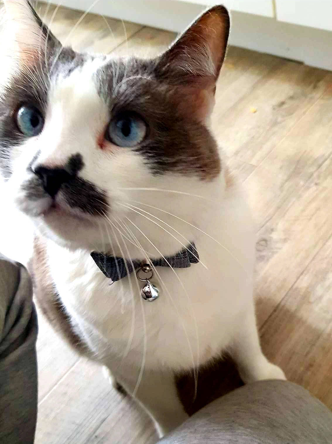 Mcfly a rejoint le concours — aidez-le/la à gagner de superbes lots ! carnivore, cat, collar, comfort, domestic_short_haired_cat, eye, eyebrow, fawn, felidae, fur, hardwood, head, iris, pet_supply, small_to_medium_sized_cats, snout, tail, terrestrial_animal, whiskers, window