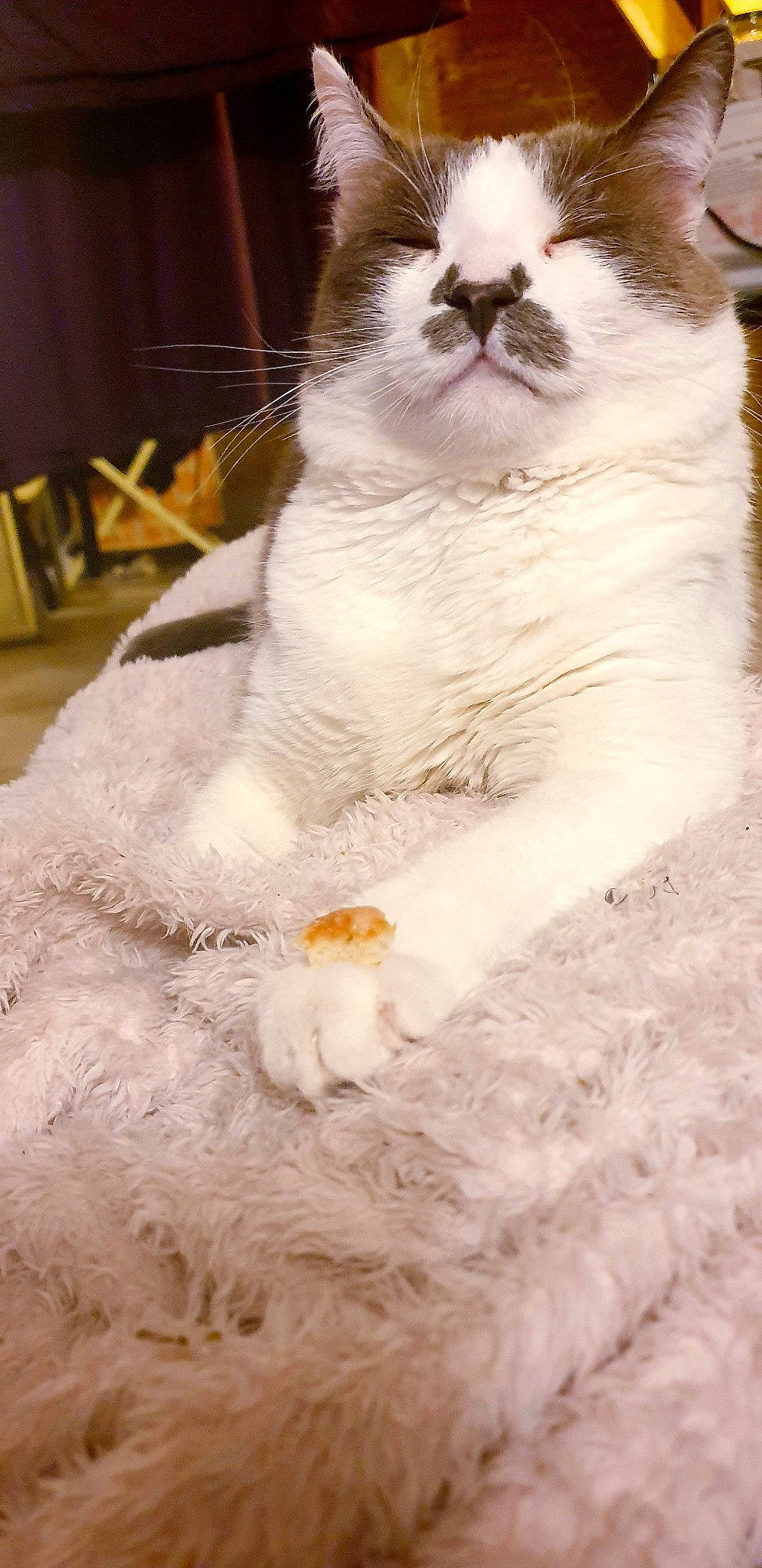 Mcfly participe au concours pour gagner de l'argent avec cette photo : carnivore, cat, chair, claw, domestic_short_haired_cat, eye, fawn, felidae, foot, fur, paw, sitting, small_to_medium_sized_cats, snout, tail, tree, whiskers, window, wood