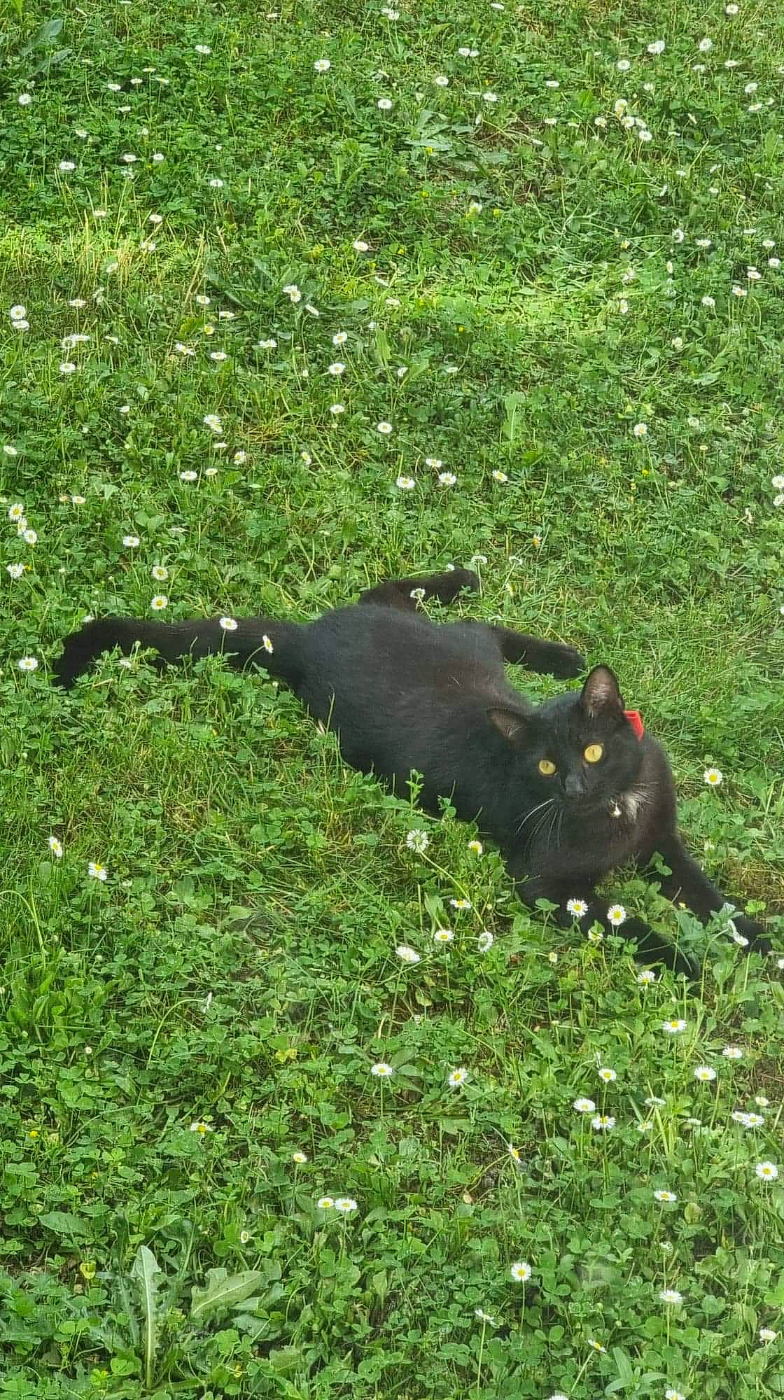 Salem participe au concours pour gagner de l'argent avec cette photo : black_cat, canidae, carnivore, cat, dog_breed, felidae, grass, grassland, groundcover, plant, raven, shadow, shrub, soil, sporting_group, tail, terrestrial_animal, tints_and_shades, wildlife, working_animal