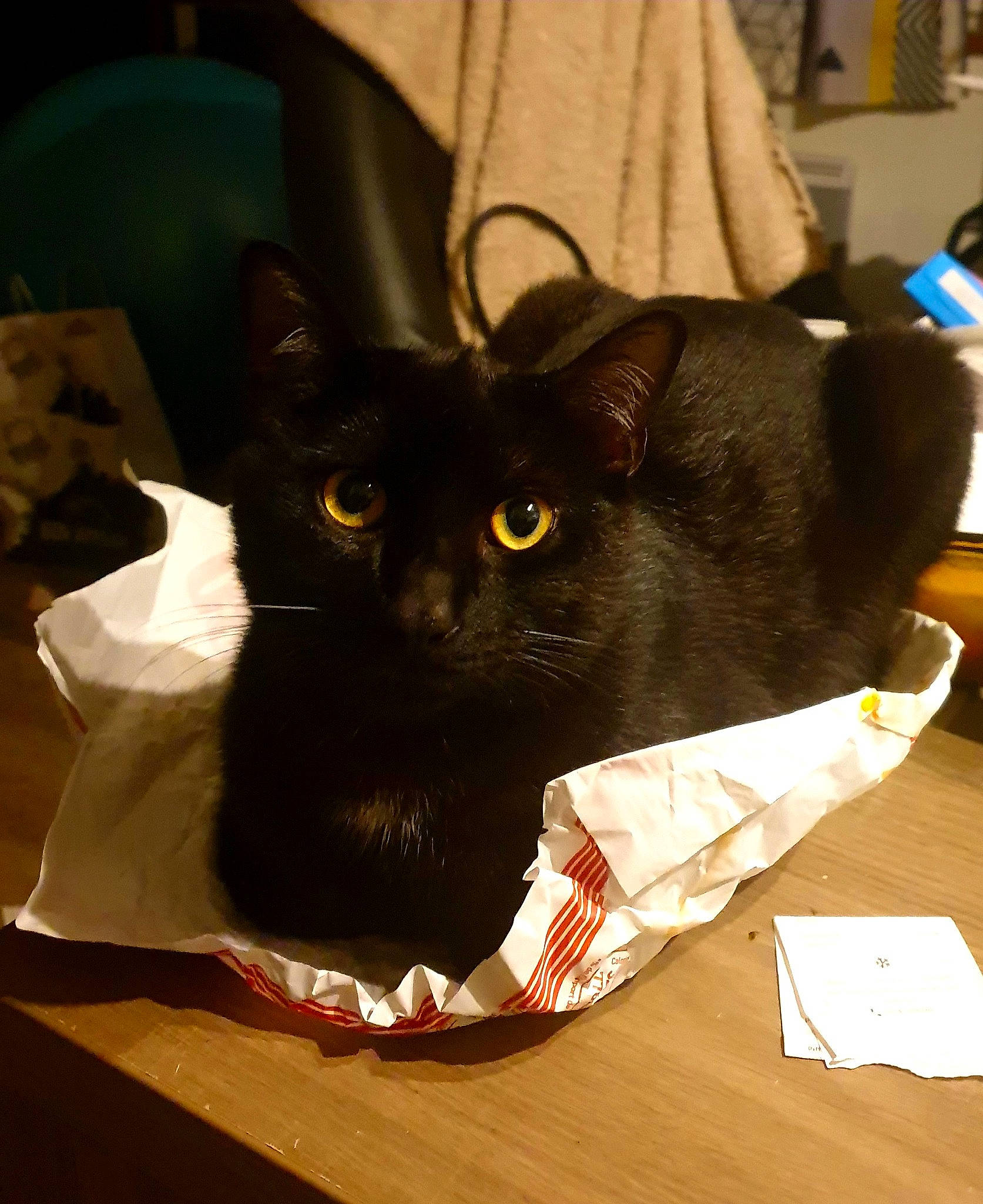 Salem participe au concours pour gagner de l'argent avec cette photo : bag, baggage, black_cat, bombay, box, carnivore, cat, claw, comfort, domestic_short_haired_cat, felidae, fur, packaging_and_labeling, paper_product, sitting, small_to_medium_sized_cats, snout, table, tail, whiskers
