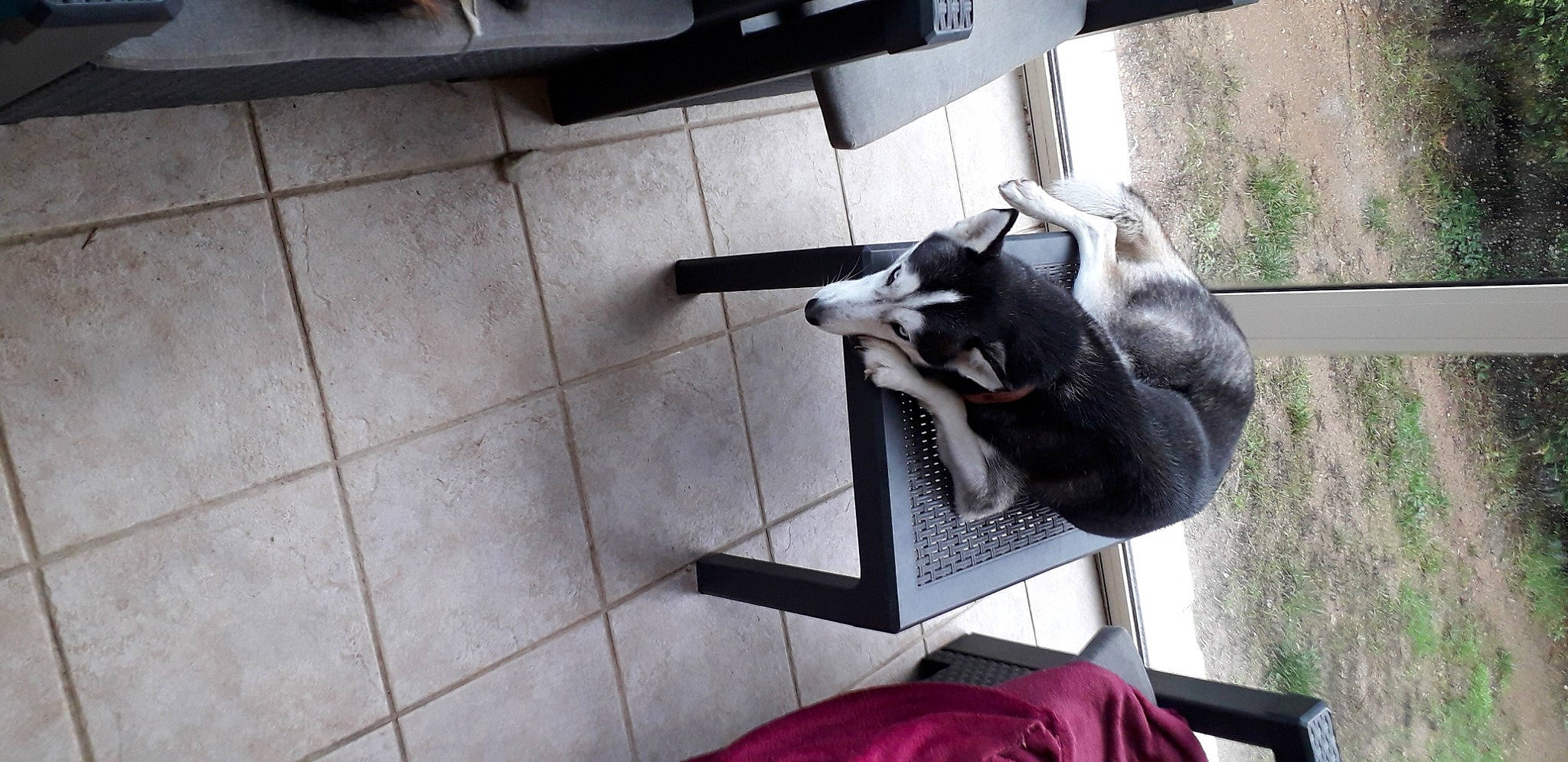 Mira a rejoint le concours — aidez-le/la à gagner de superbes lots ! canidae, carnivore, cat, dog, dog_breed, felidae, non_sporting_group, siberian_husky, small_to_medium_sized_cats, sporting_group, tail, tile