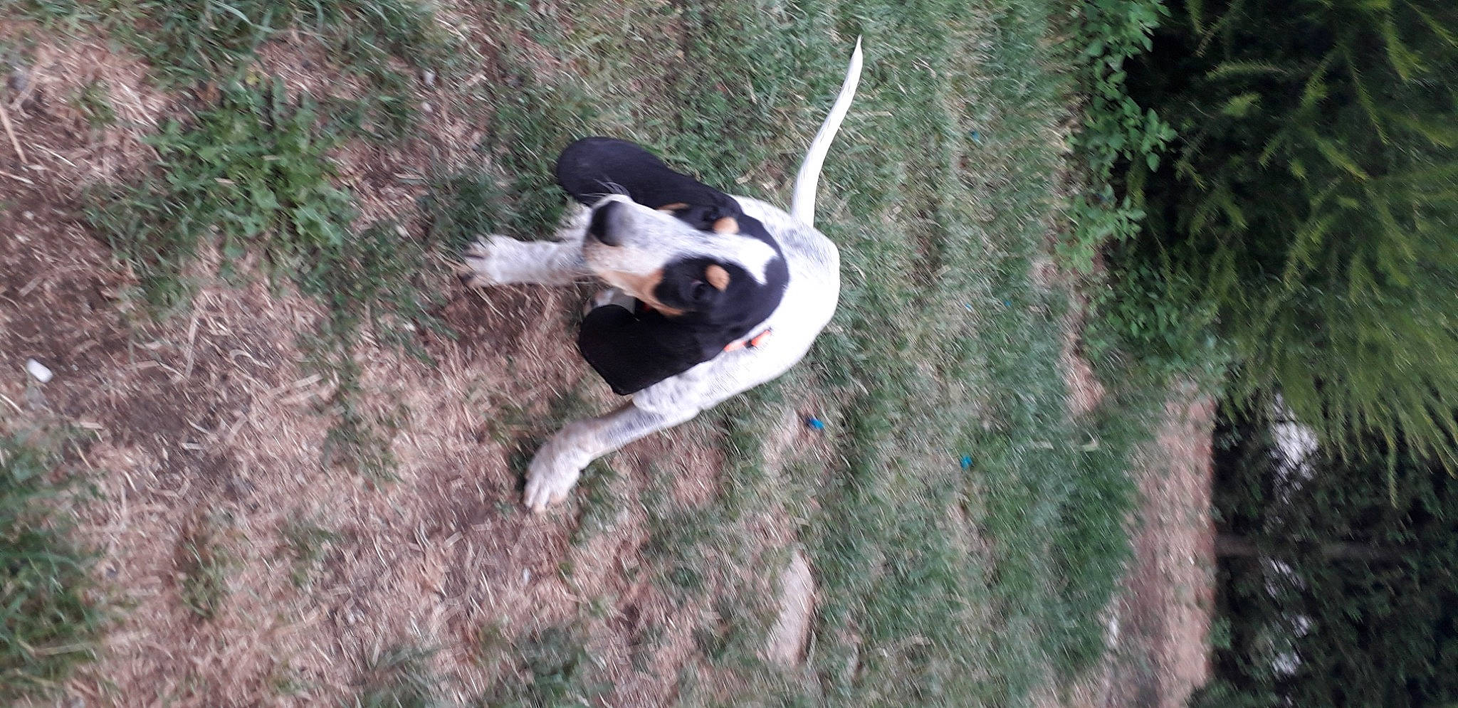 Rita a rejoint le concours — aidez-le/la à gagner de superbes lots ! bluetick_coonhound, canidae, carnivore, coonhound, danish_swedish_farmdog, dog, dog_breed, hunting_dog, pointer, serbian_tricolour_hound, sporting_group, tail, treeing_feist, treeing_walker_coonhound