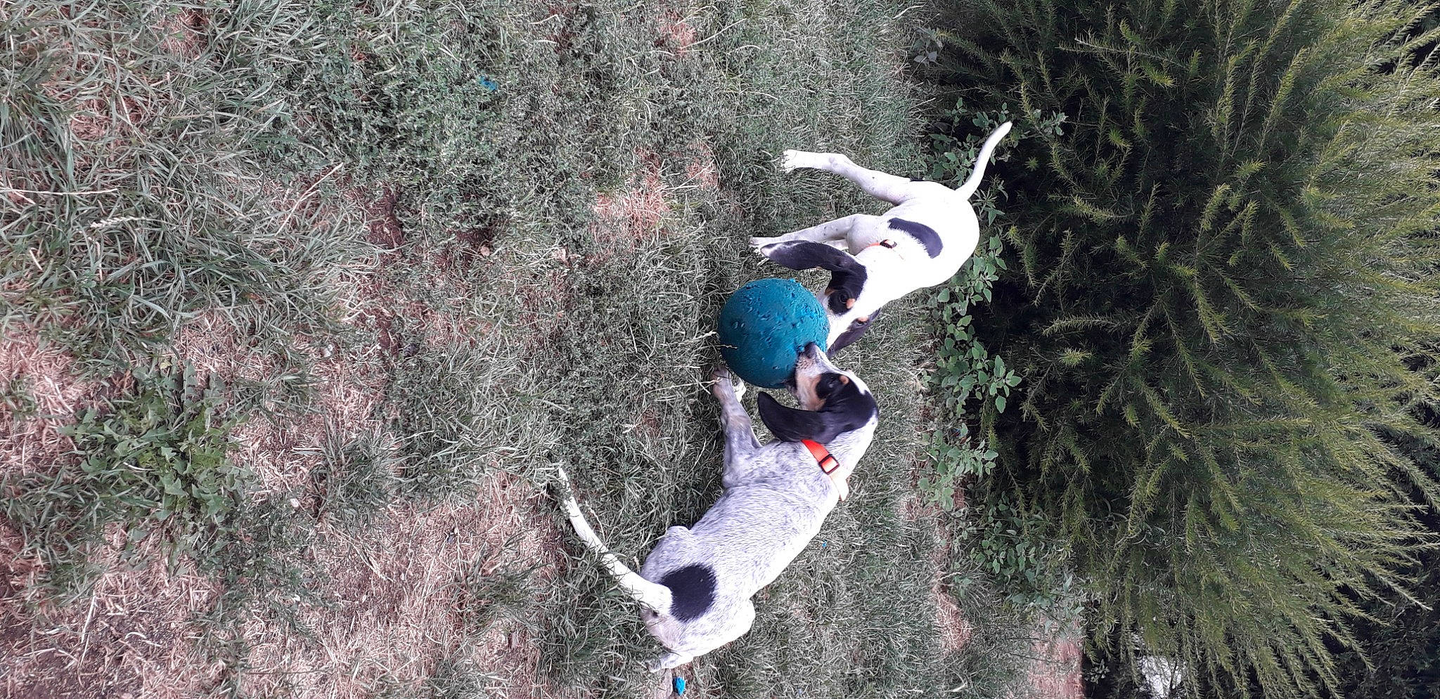 Rita participe au concours pour gagner de l'argent avec cette photo : adventure, canidae, carnivore, dog, dog_breed, feist, pointer, sporting_group, treeing_feist