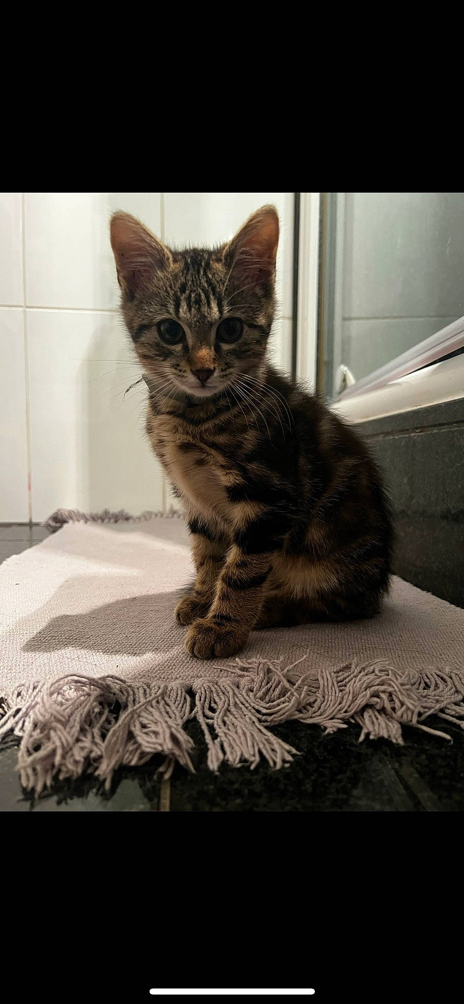 Téquila participe au concours pour gagner de l'argent avec cette photo : carnivore, cat, cat_supply, claw, comfort, domestic_short_haired_cat, felidae, flooring, fur, grey, linens, paw, pet_supply, sitting, small_to_medium_sized_cats, snout, tail, terrestrial_animal, whiskers