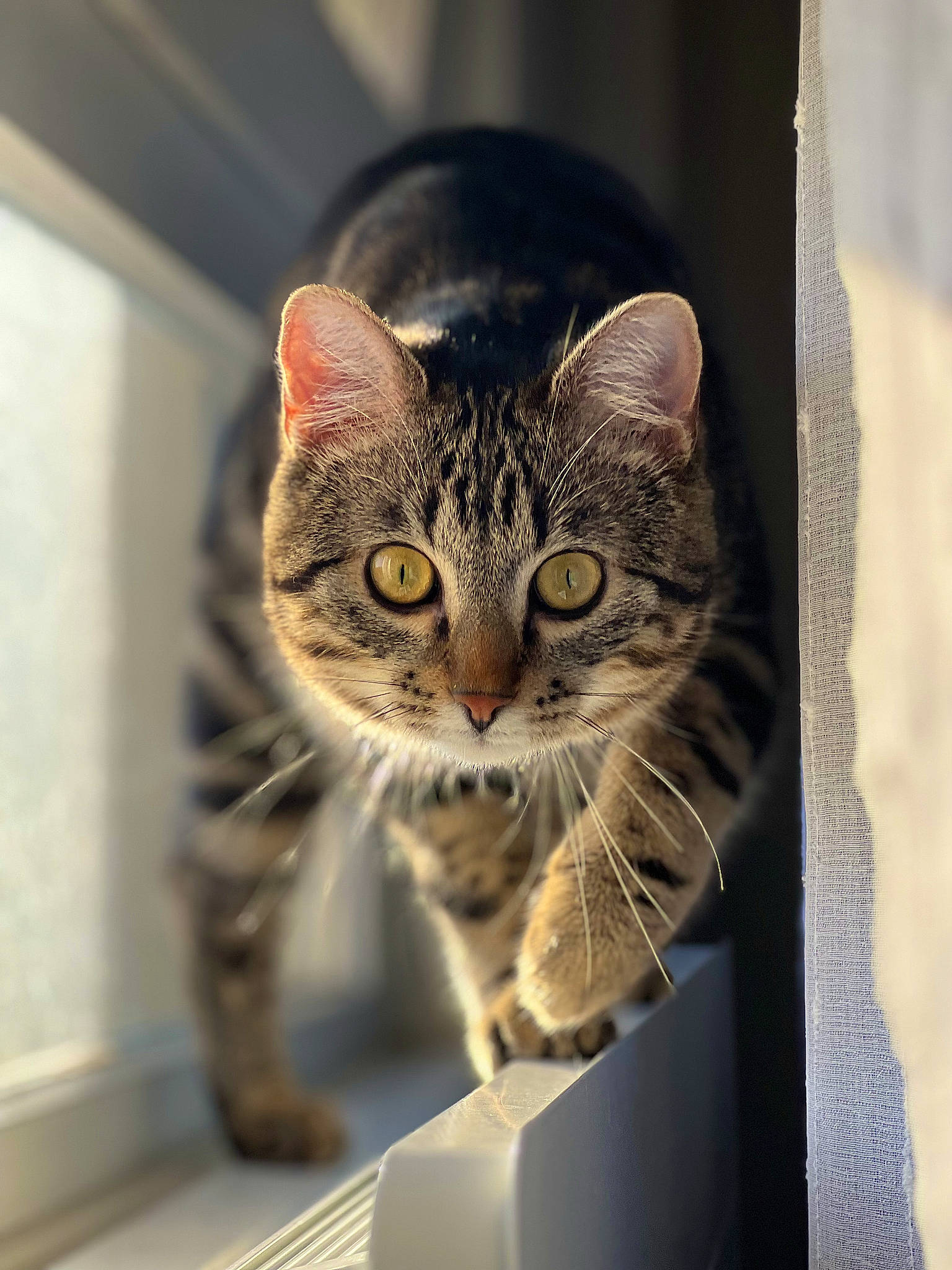 Téquila participe au concours pour gagner de l'argent avec cette photo : box, carnivore, cat, curious, domestic_short_haired_cat, door, felidae, fur, small_to_medium_sized_cats, snout, terrestrial_animal, whiskers, window