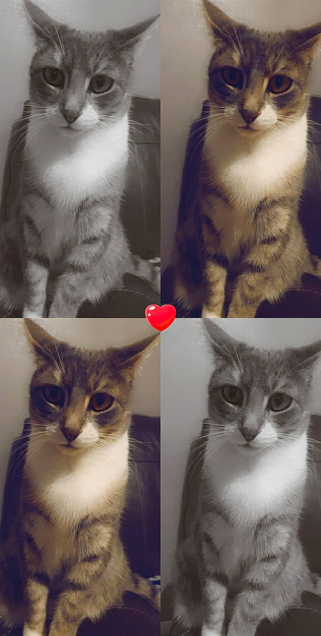 Star is registered to the contest to win money with this photo: carnivore, cat, collage, domestic_short_haired_cat, ear, felidae, fur, iris, mammal, nose, paw, photo_caption, photograph, small_to_medium_sized_cats, snapshot, snout, vertebrate, whiskers, white, window