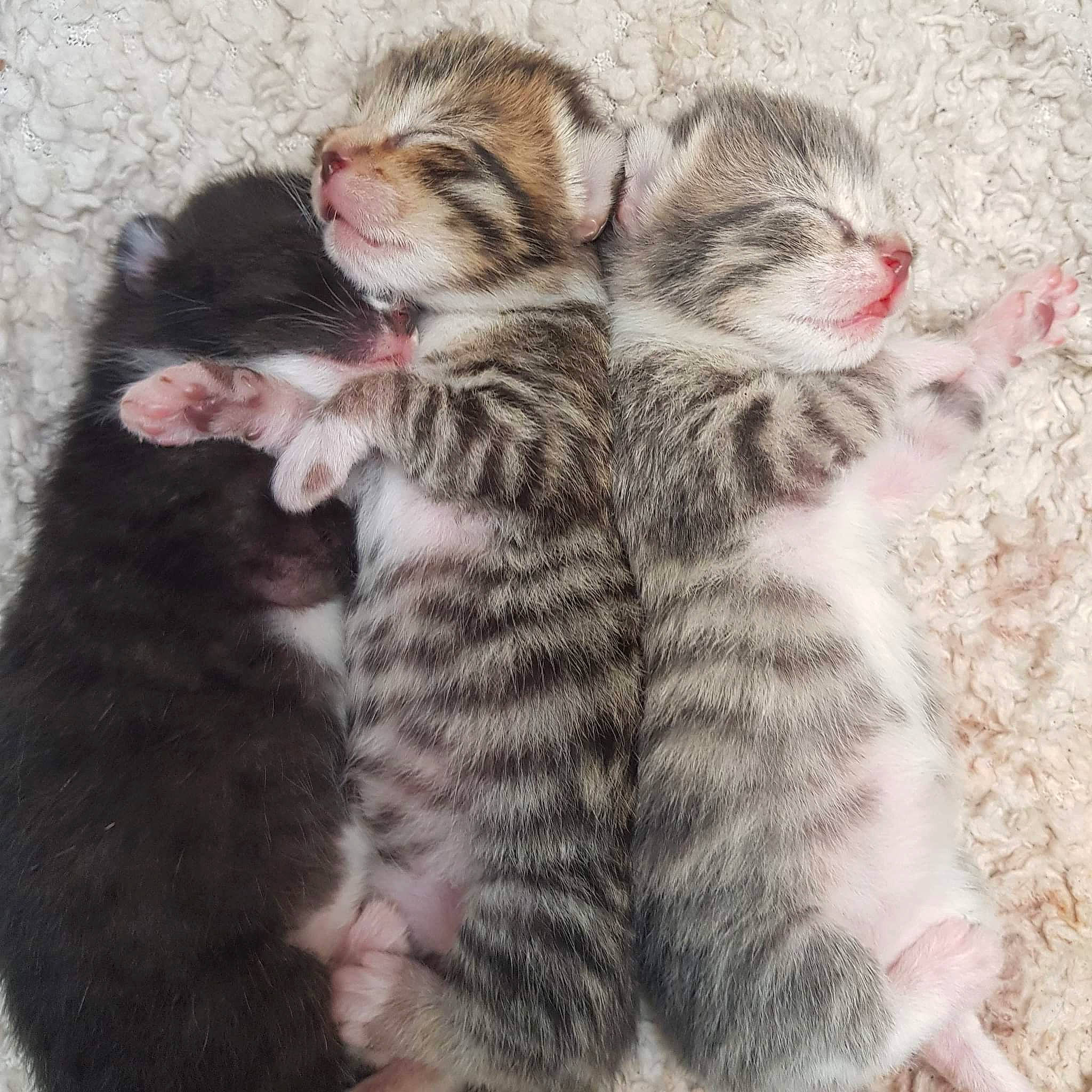 Star joined the competition — help win amazing prizes! carnivore, cat, claw, comfort, domestic_short_haired_cat, fawn, felidae, foot, fur, nail, nap, pattern, paw, sleep, small_to_medium_sized_cats, snout, tail, terrestrial_animal, toe, whiskers