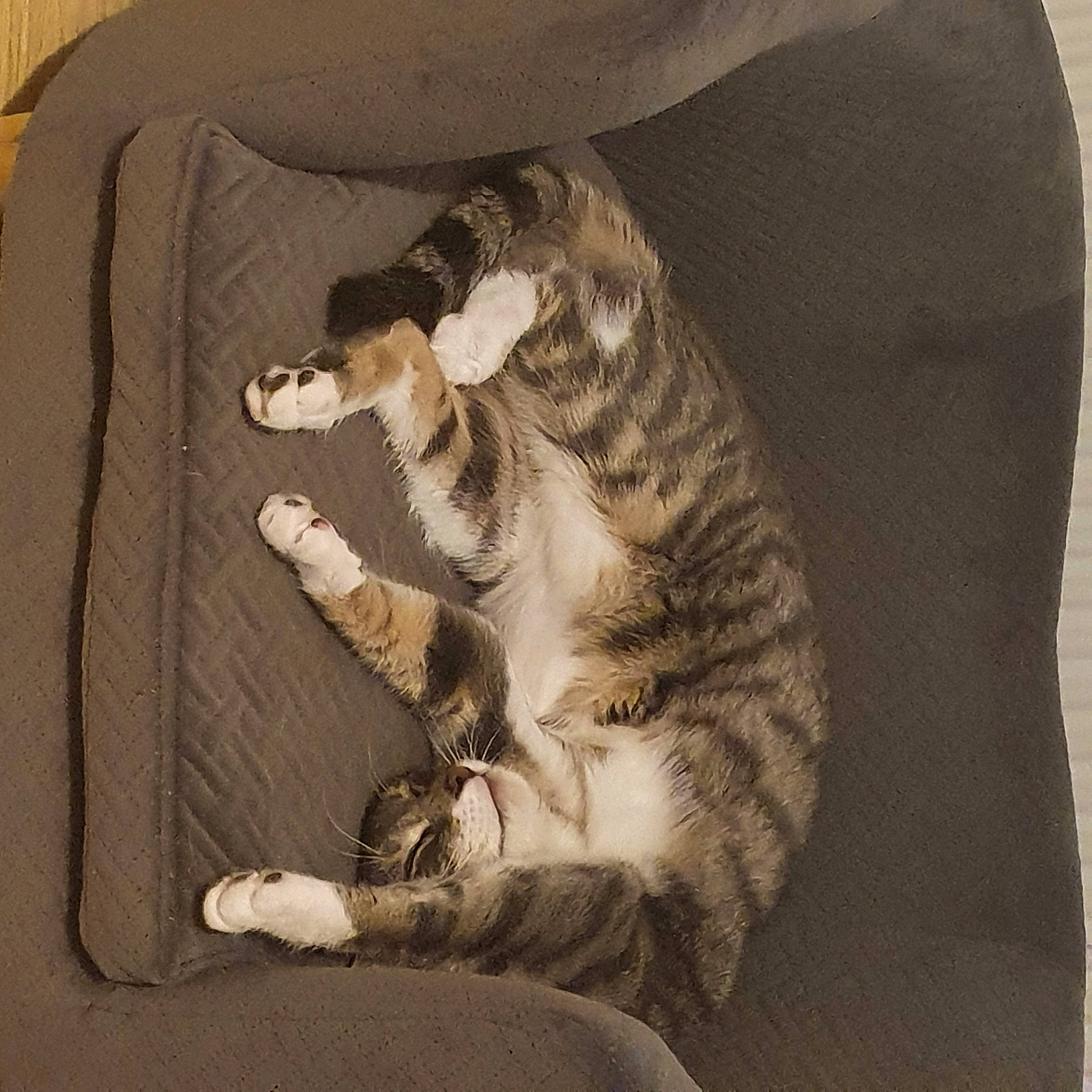 Star joined the competition — help win amazing prizes! art, carnivore, cat, comfort, domestic_short_haired_cat, drawing, felidae, fur, illustration, linens, painting, paw, rectangle, sleeve, small_to_medium_sized_cats, still_life, tail, visual_arts, whiskers, wood