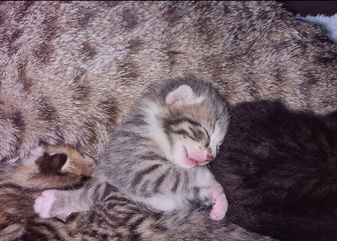 Star joined the competition — help win amazing prizes! carnivore, cat, claw, close_up, comfort, domestic_short_haired_cat, fawn, felidae, fur, grey, nap, paw, small_to_medium_sized_cats, snout, tail, terrestrial_animal, tree, whiskers, wildlife, wood