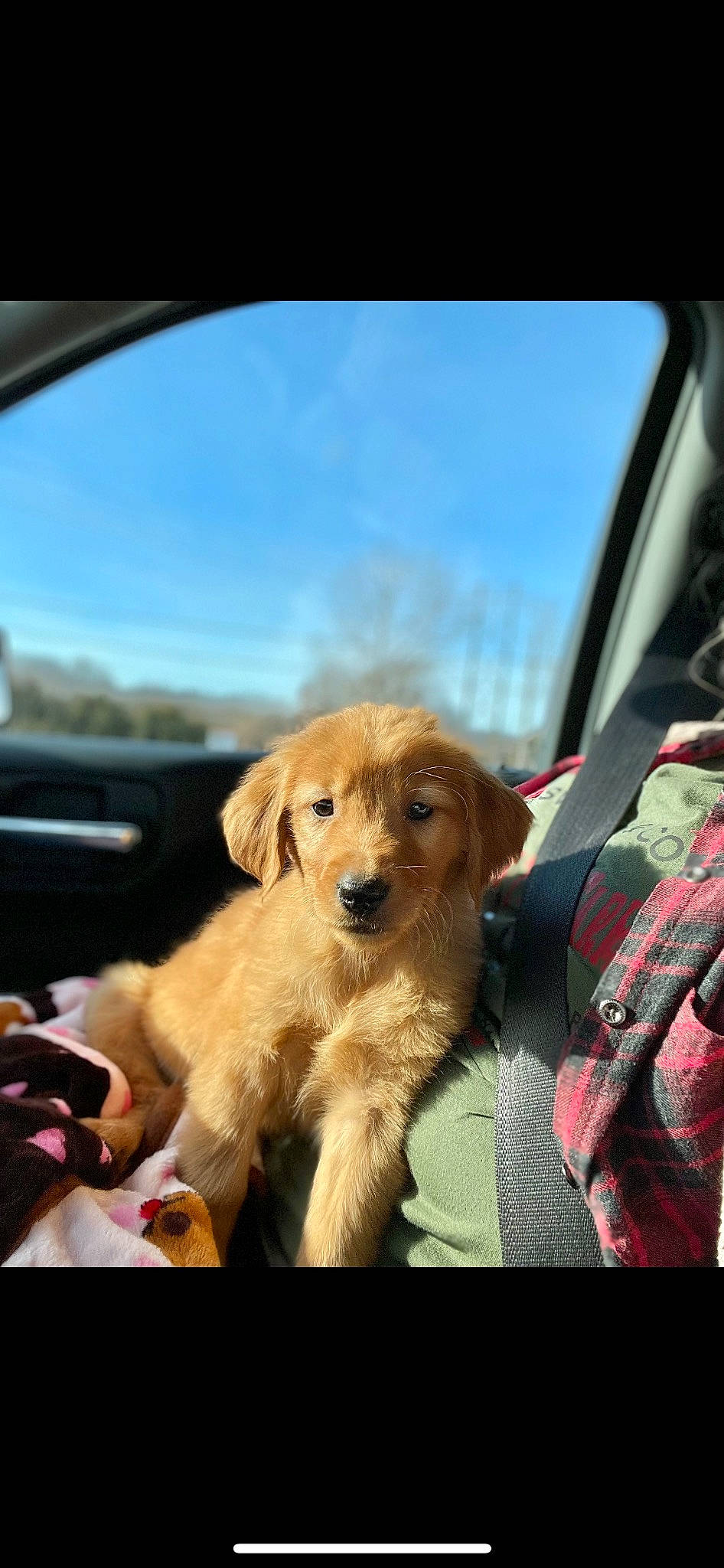 Kelce is registered to the contest to win money with this photo: automotive_exterior, automotive_lighting, automotive_mirror, car, car_seat, carnivore, companion_dog, dog, dog_breed, fawn, hood, motor_vehicle, personal_luxury_car, rear_view_mirror, sky, snout, steering_wheel, vehicle, vehicle_door, windscreen_wiper