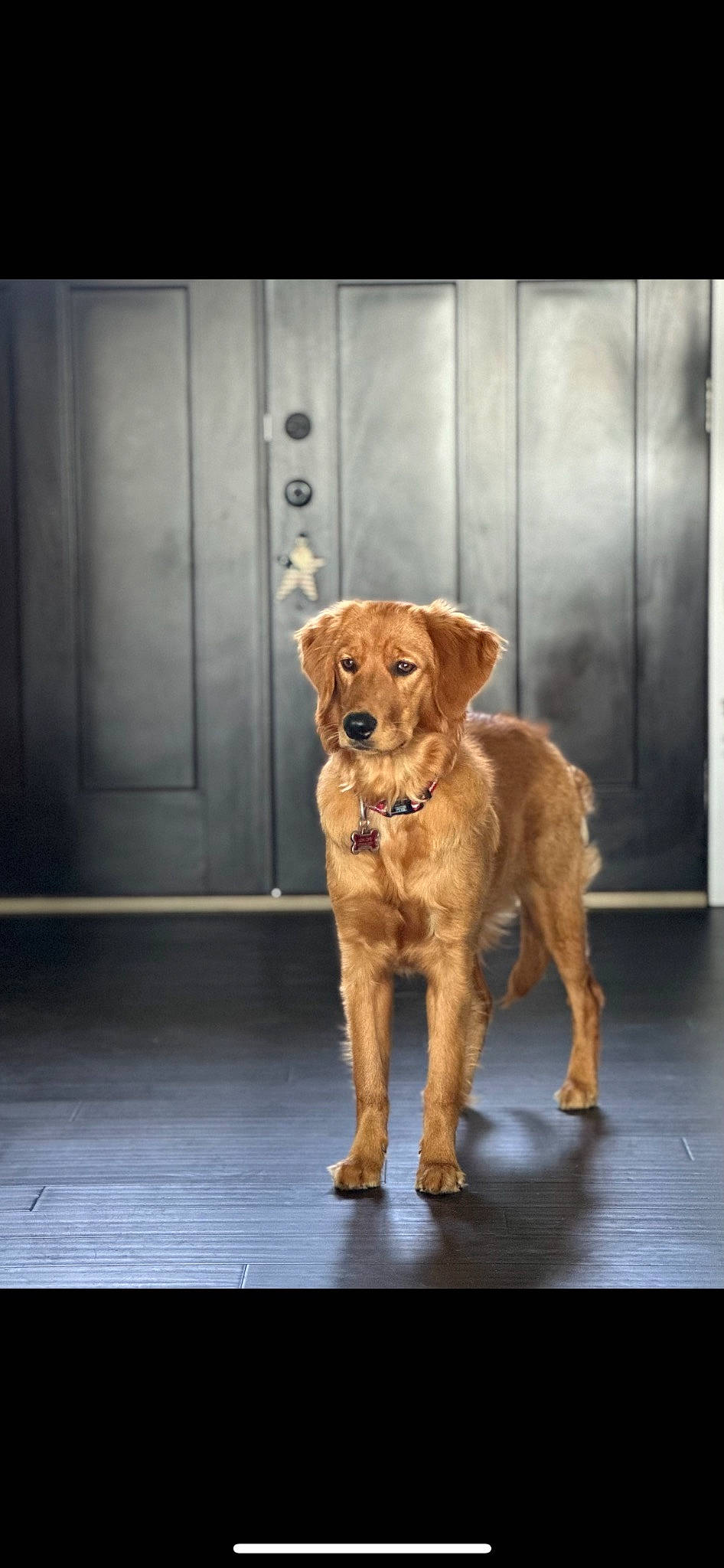 Kelce joined the competition — help win amazing prizes! art, canidae, carnivore, companion_dog, dog, dog_breed, door, fawn, flooring, home_door, hunting_dog, liver, snout, sporting_group, street_dog, tail, terrestrial_animal, wood, working_animal, working_dog