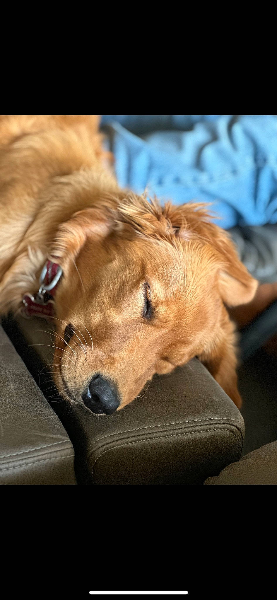 Kelce joined the competition — help win amazing prizes! canidae, carnivore, comfort, companion_dog, dog, dog_breed, fawn, fur, liver, paw, puppy, retriever, sporting_group, terrestrial_animal, whiskers, working_animal