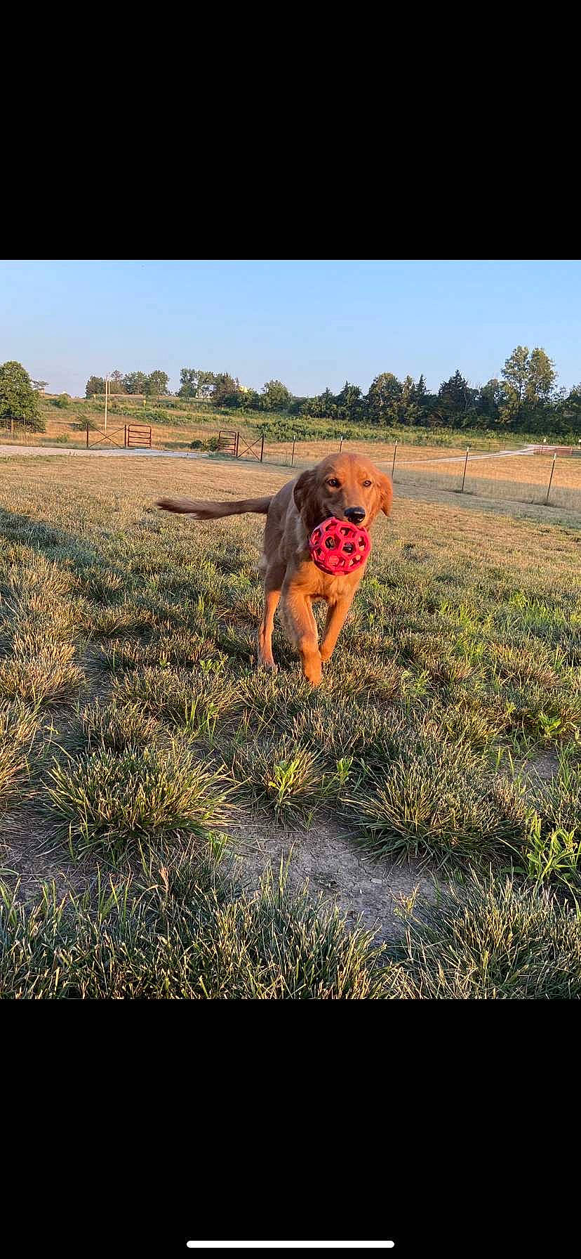 Kelce is registered to the contest to win money with this photo: agriculture, canidae, carnivore, companion_dog, dog, dog_breed, fawn, field, grass, grassland, landscape, people_in_nature, plant, prairie, sky, snout, soil, sporting_group, tree, working_animal