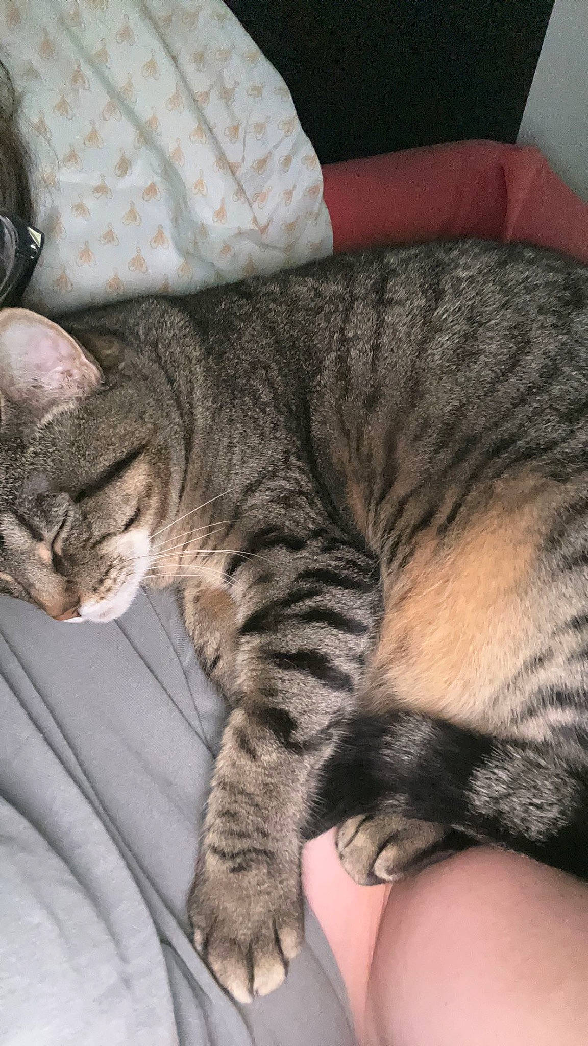 Duchess is registered to the contest to win money with this photo: carnivore, cat, claw, comfort, domestic_short_haired_cat, eye, felidae, fur, nap, paw, sleep, small_to_medium_sized_cats, snout, tail, terrestrial_animal, whiskers