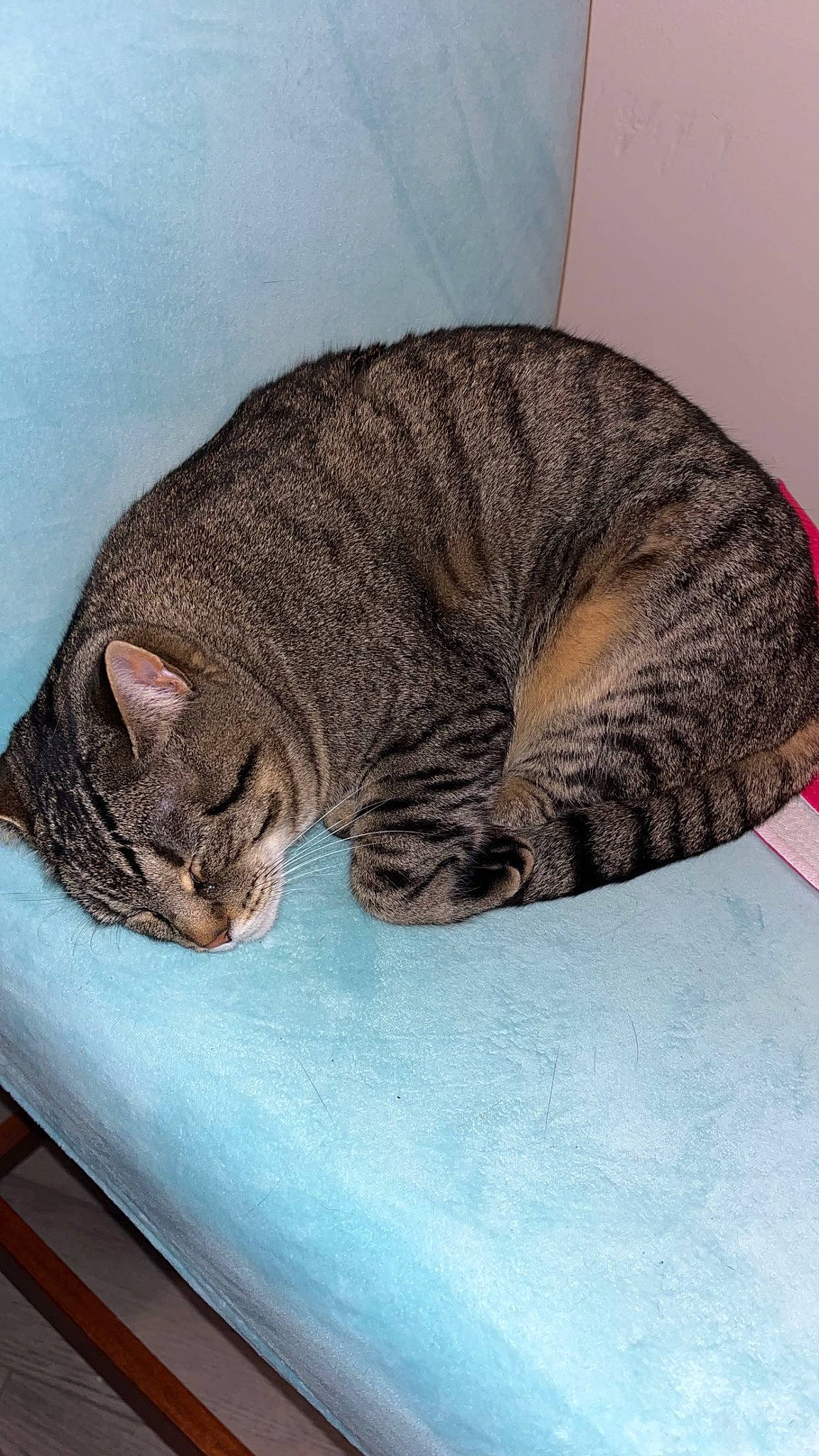 Duchess is registered to the contest to win money with this photo: carnivore, cat, cat_bed, cat_supply, comfort, domestic_short_haired_cat, felidae, fur, grey, nap, paw, small_to_medium_sized_cats, snout, tail, terrestrial_animal, vertebrate, whiskers