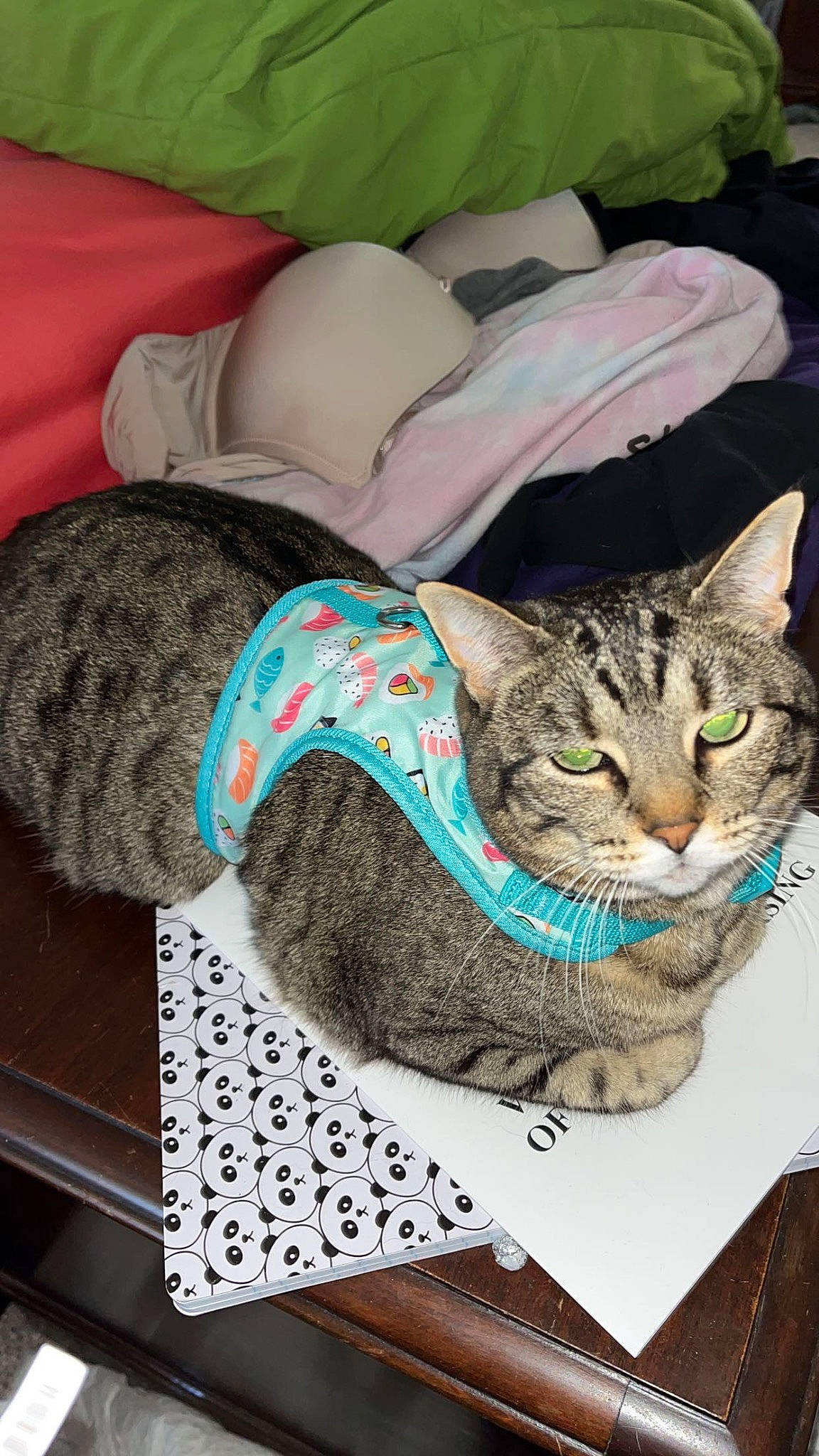 Duchess joined the competition — help win amazing prizes! bag, carnivore, cat, comfort, domestic_short_haired_cat, fashion_accessory, felidae, fur, grey, linens, nap, pattern, pillow, sitting, small_to_medium_sized_cats, snout, thread, whiskers, wool